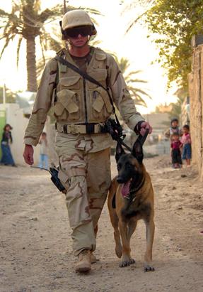 War Dogs