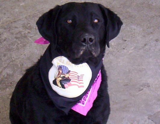 War Dogs