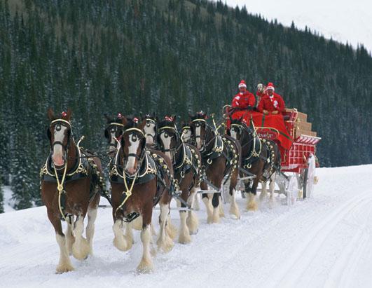 Budweiser Clydesdale History