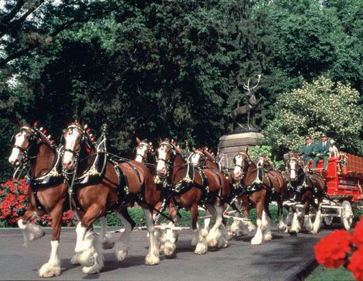 Budweiser Clydesdale History