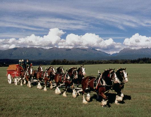 Budweiser Clydesdale History
