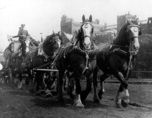 Budweiser Clydesdale History