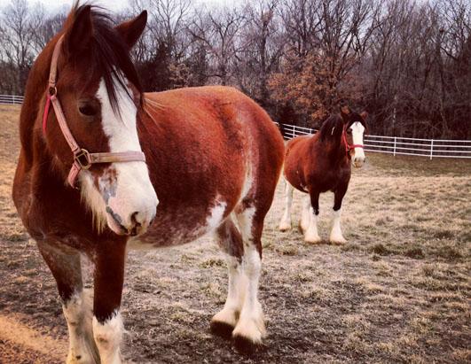 Budweiser Clydesdale History