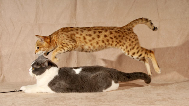 PHOTO: Coco, a Savannah cat, leaps over Georgie, a British shorthair cat. Their owner, Brigitte Cowell hopes to dispel a "myth" that Savannahs are wild, dangerous cats.