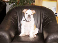 Dog in Chari