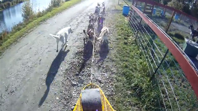 PHOTO: Brent Sass takes his team of dogs on his daily commute saying on his youtube video, "No better way to commute to work then by dog team".
