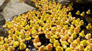 Wildquack Duck Race in Jackson New Hampshire