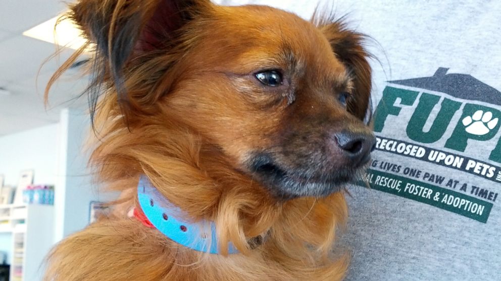 PHOTO: Pono, 3, is the 1,000th dog to be sent from Las Vegas to Canada as part of Foreclosed Upon Pets Inc.s Canada Dogs Program.