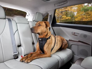 Seat Belts for Pets?