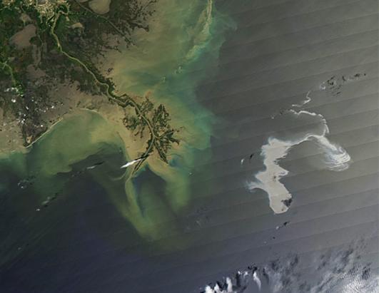 Gulf of Mexico Oil Spill Threatens Wildlife