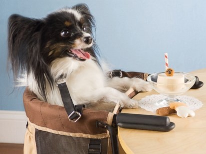 Photos: 8 Splurges For Your Dog