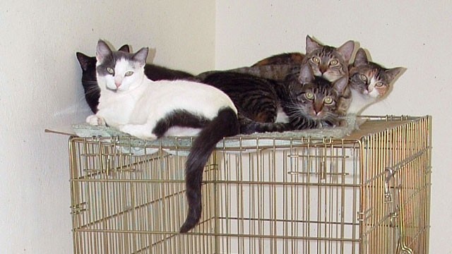 PHOTO: Rescued feral cats