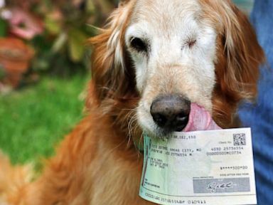 golden retrieval business news 3 oct 2013 15 minute news the news golden retrieval business news 3 oct 2013 15 minute news the news