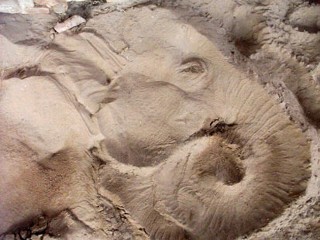 Elephant Makes Quite The Impression