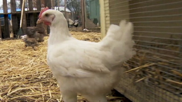 VIDEO: Linda Walker pays the bills by looking after chickens for her clients in Portland, Oregon.