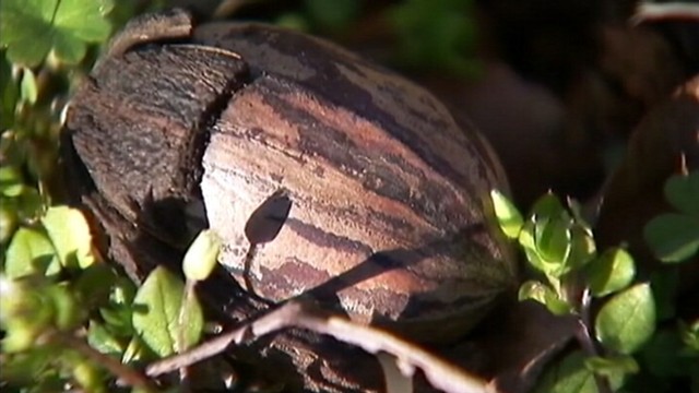 VIDEO: Soaring wholesale prices of pecans have thieves targeting nut farmers.