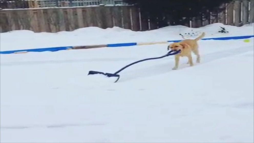 VIDEO: Watch Adorable Dog Shovel Snow for Her Owners