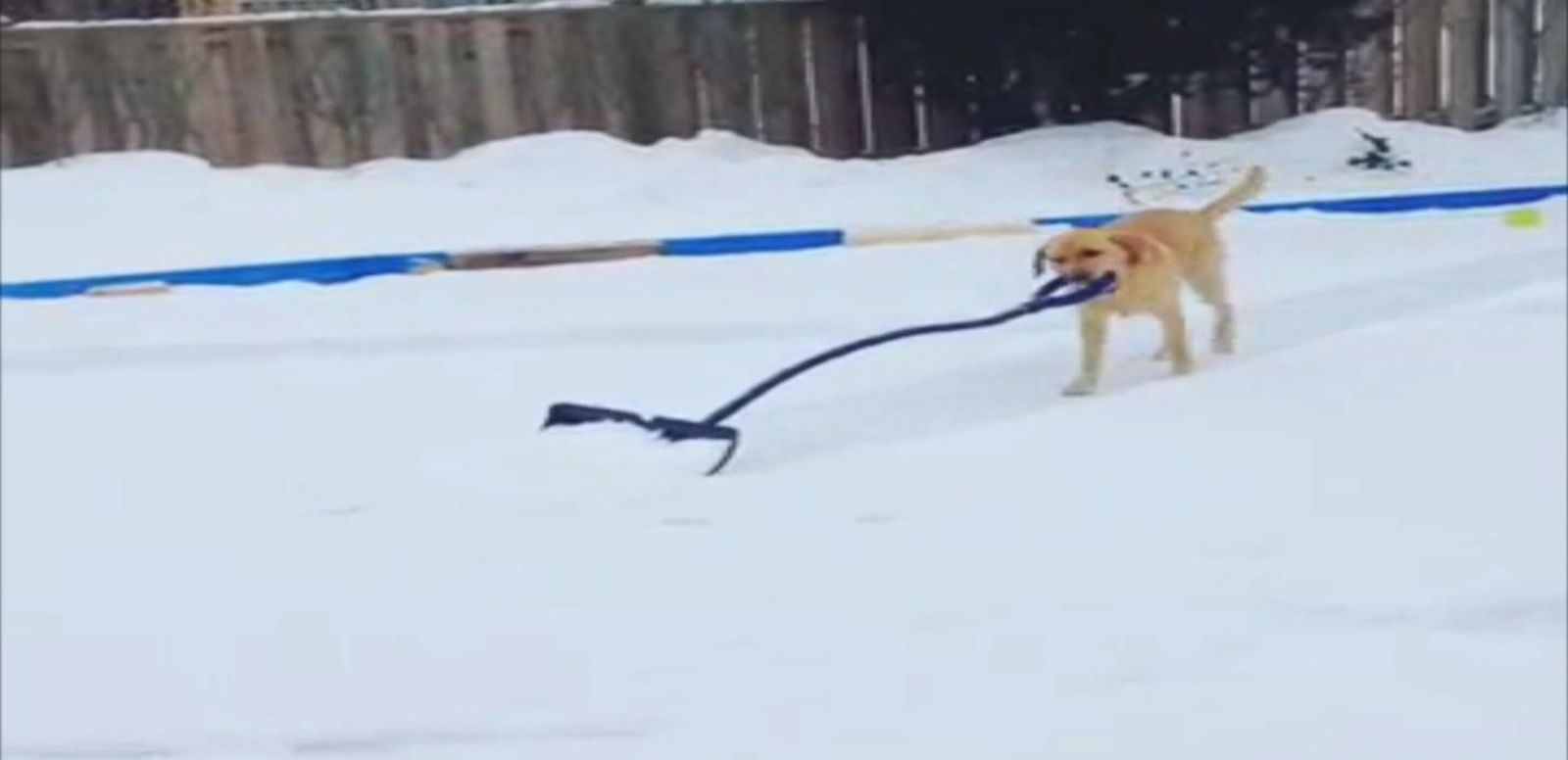 Watch Adorable Dog Shovel Snow For Her Owners Abc News