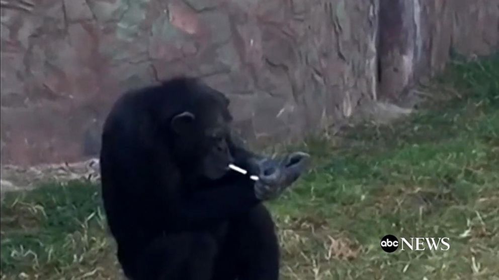 movie about animal testing smoking chimpanzee
