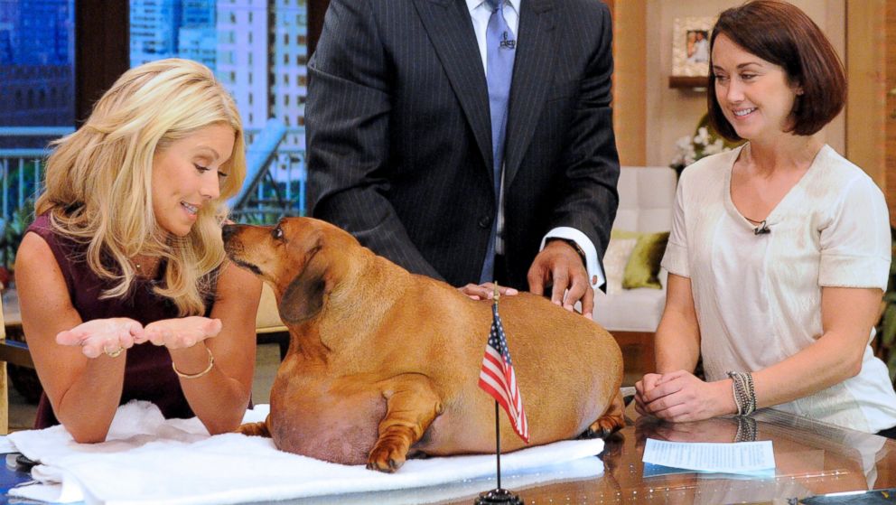 PHOTO: Heres what 77-pound Obie the Dachsund looked like on "LIVE! with Kelly and Michael," Sept. 14, 2012.