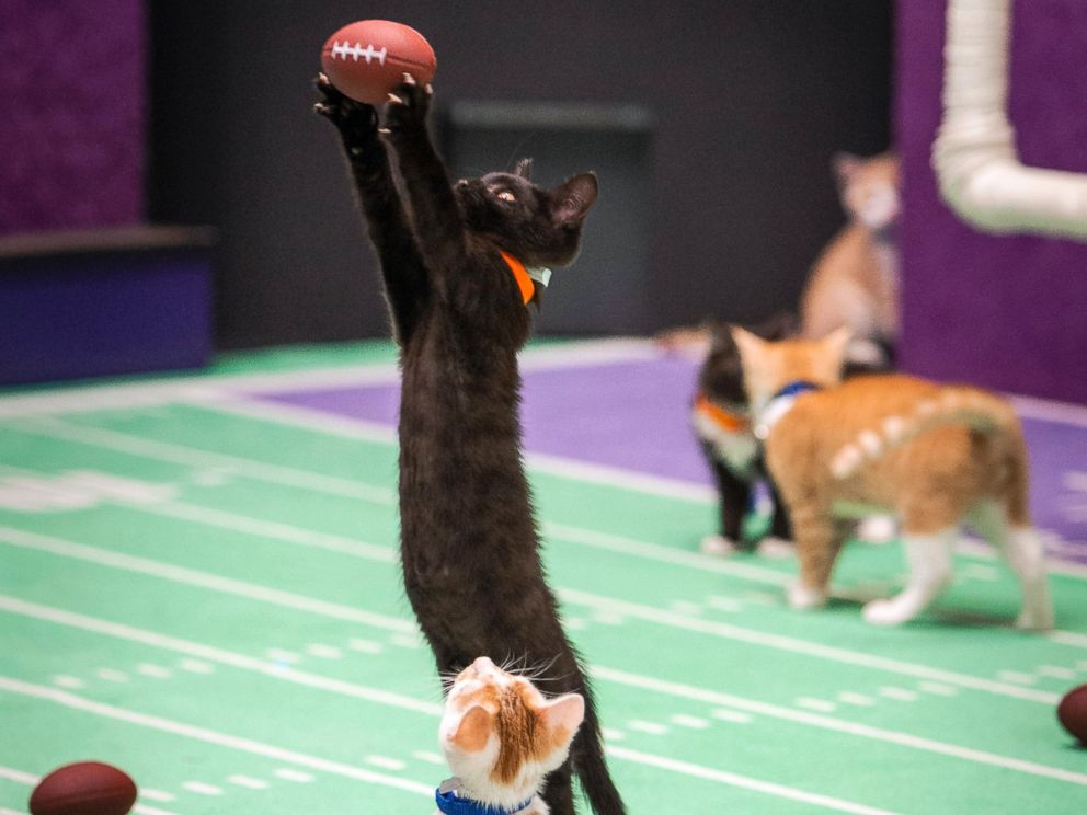 PHOTO:Kittens playing football in a scene from the Hallmark Channels Kitten Bowl II, airing on Sunday, Feb. 1, 2015, 12 p.m. ET/PT, 11 CT. 
