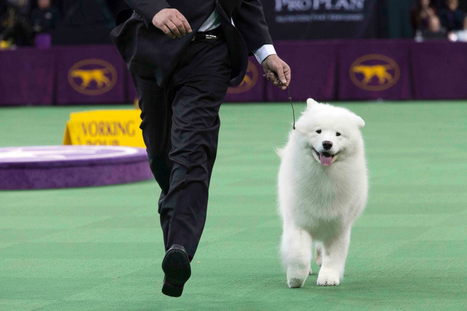 Westminster Dog Show 2024 Working Group Winner Arleen Lenora