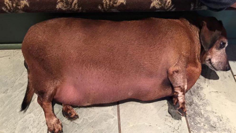 'Fat Vincent' the Dachshund Transformed After Losing More Than Half His