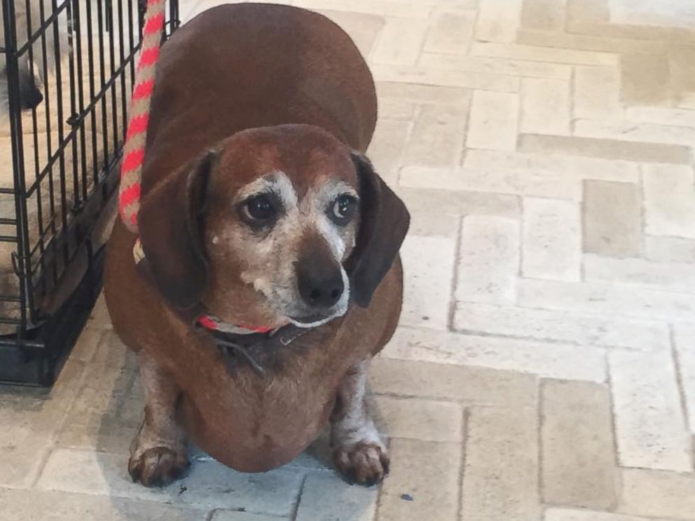 'Fat Vincent' the Dachshund Transformed After Losing More Than Half His