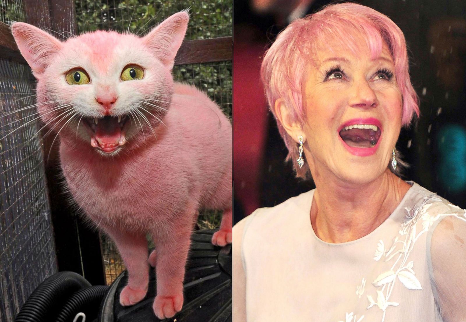 Celebrity Cat Lookalikes Photos | Image #11 - ABC News