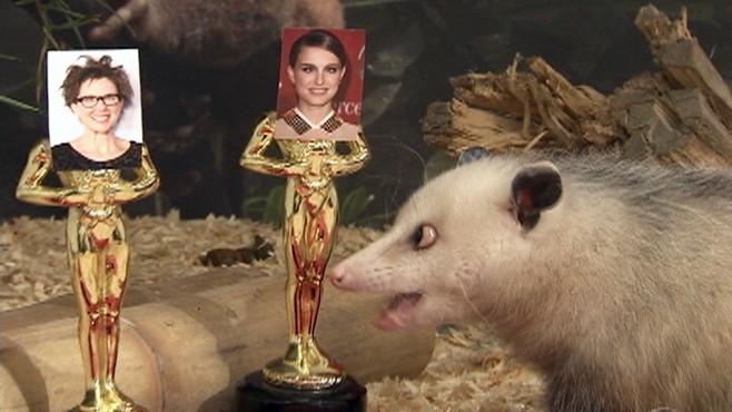 Heidi The Cross Eyed Opossums Oscar Pick Video Abc News