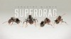 VIDEO: Amplified Interview With Superdrag