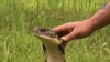 VIDEO: Dr. Brady Barr previews the new season of his Nat Geo Wild show.