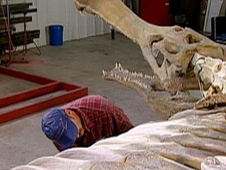 Discovering Prehistoric Crocodiles