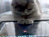 VIDEO: Viral video features a feline going freaky over a game featuring cats. 