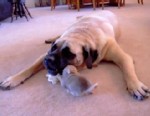 Cutest dog video