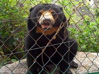 Quick Fix: Bears That Look Like Dogs