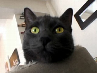 Quick Fix: Cool Cats Who Love Cats