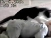 Video: Top viral videos from the week.