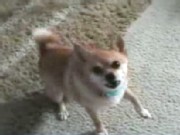 Thriller! Animals Do the Moonwalk