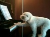 VIDEO: Tucker the Schnoodle plays the piano three to four times a day.