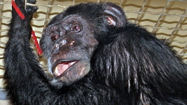VIDEO: Some people doubt that the chimpanzee was the one to appear in "Tarzan" films.