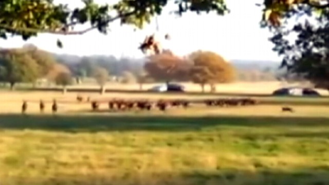 VIDEO: A dog walker in England loses his canine to hilarious results.