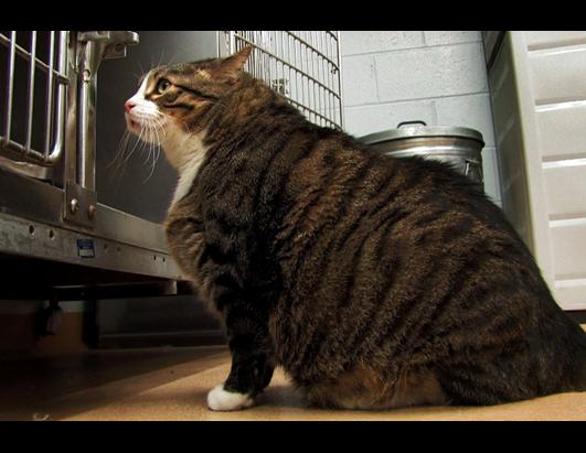 Biscuit: Starts Diet at 37 pounds