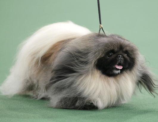 PEKINGESE Is Top Dog at Westminster Kennel Club Dog Show