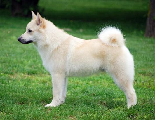 Dog Show Welcomes 6 New Breeds 