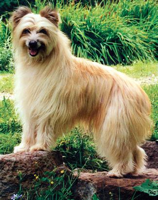 Dog Show Welcomes 6 New Breeds 