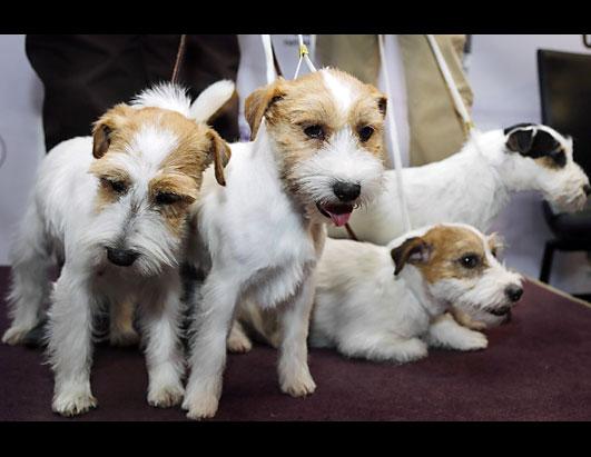 Dog Show Welcomes 6 New Breeds 