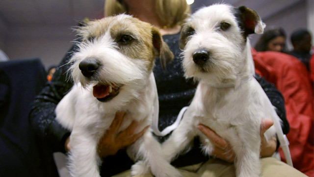 PHOTO: Russell Terriers