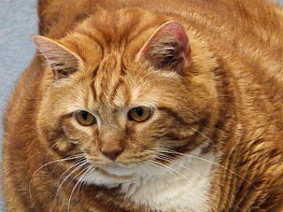 Photos: 'Skinny' the 41-Pound Cat Up for Adoption