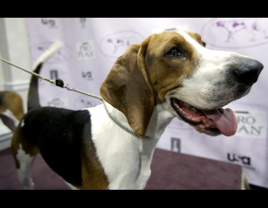 Dog Show Welcomes 6 New Breeds 